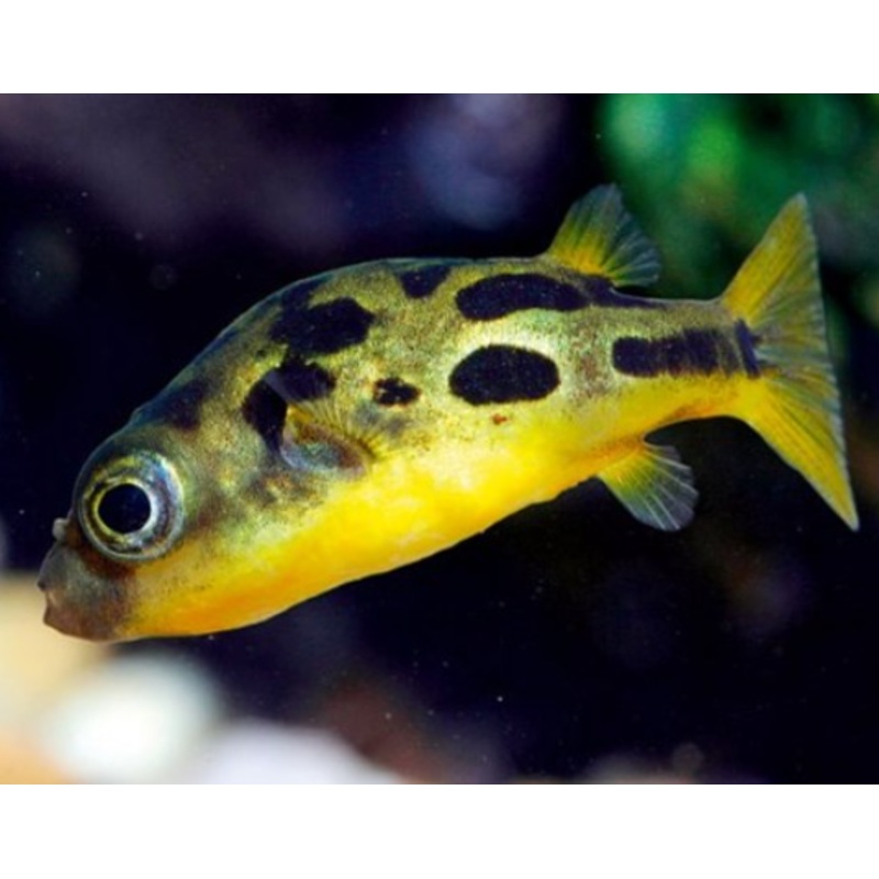 Indian Dwarf Puffer fish (Snail Control)