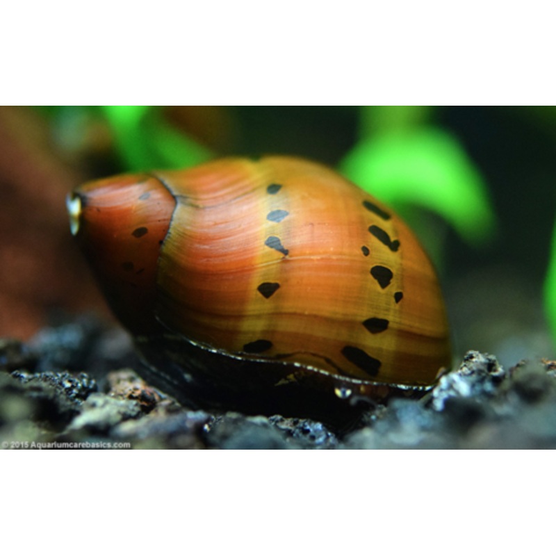 Neritina natalensis sp. "Tiger" (Tiger Nerite Snail)