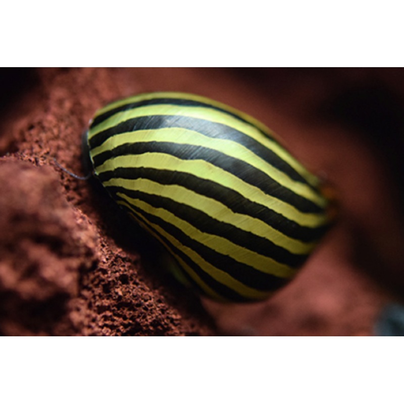 Neritina natalensis sp. "Zebra" (Zebra Nerite Snail)