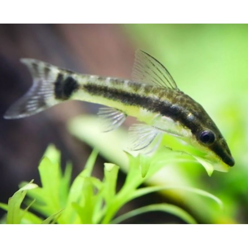 Otocinclus species (1 PC)