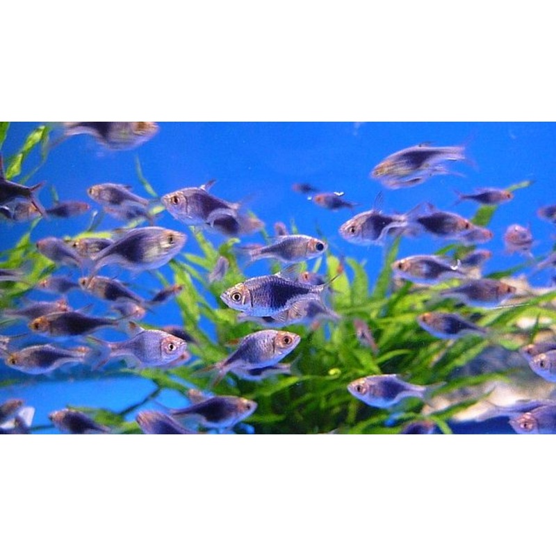 Purple Harlequin Rasbora