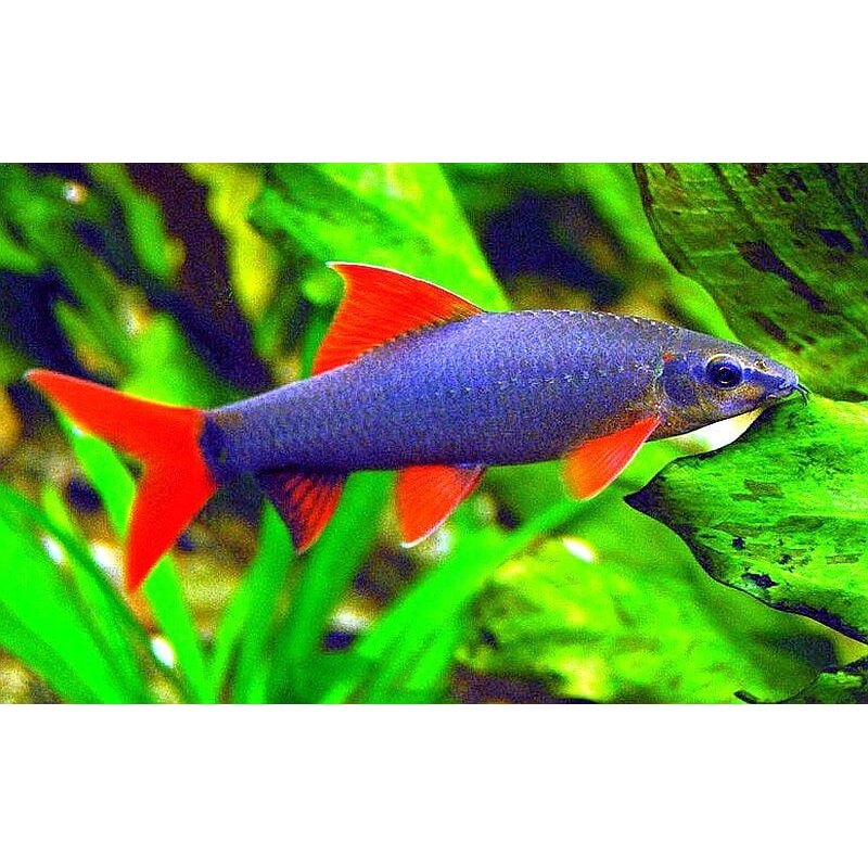 Rainbow Shark