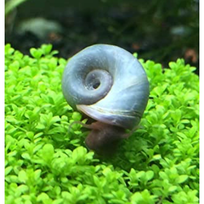 Ramshorn Snail (Blue)