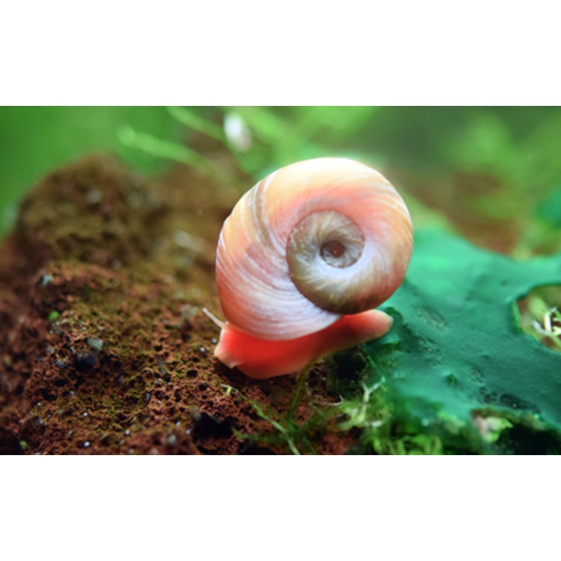 Ramshorn Snail (Red / Planorbis rubrum)