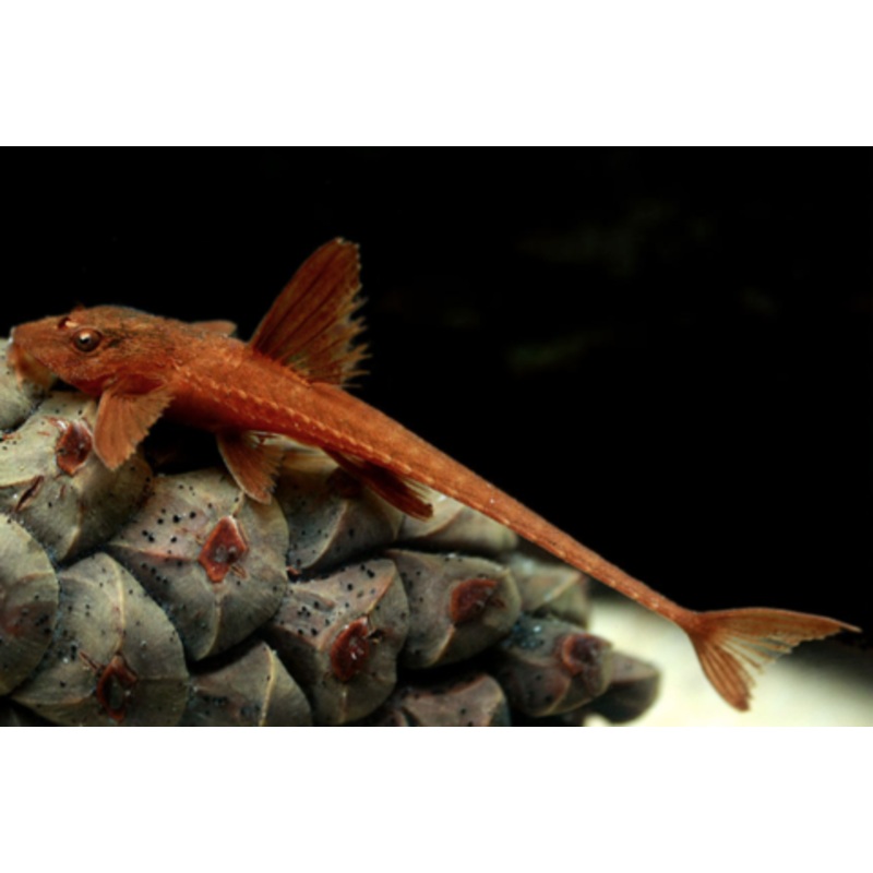 Red Lizard Catfish (Rineloricaria sp.)