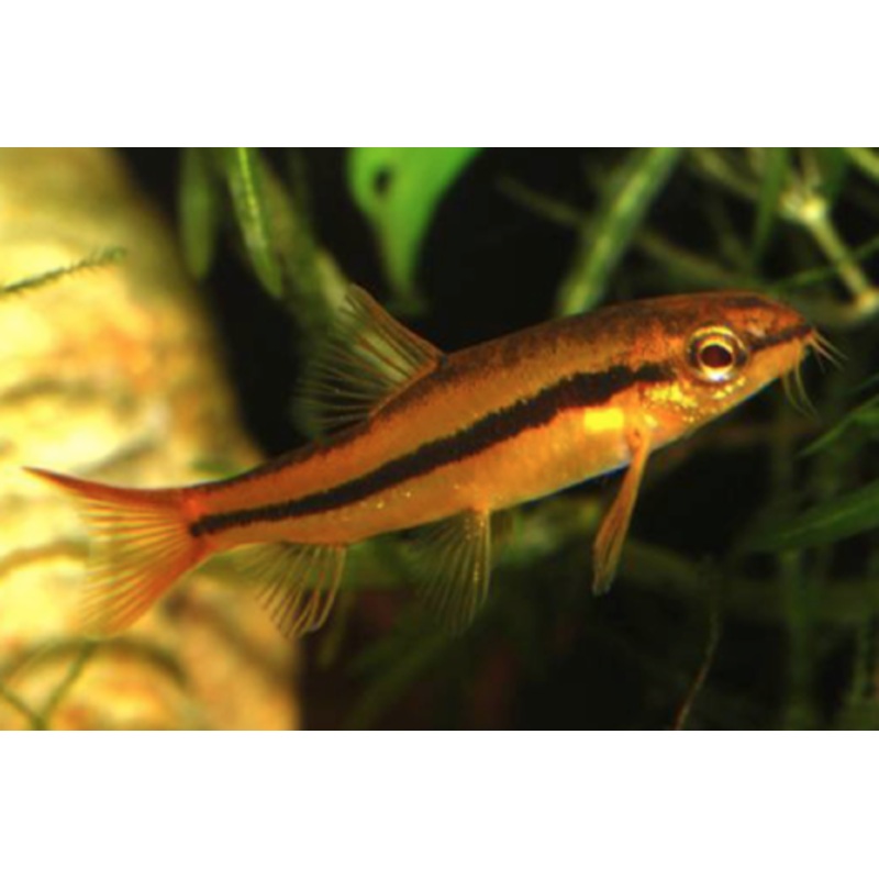 Rosy Loach (Petruichthys sp. "Tuberoschistura arakanensis")