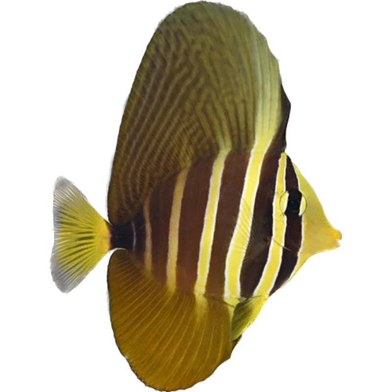 Sailfin Tang M (arrived May  )