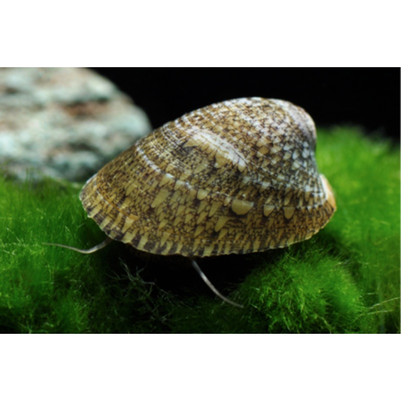 Septaria porcellana (Abalone Snail)