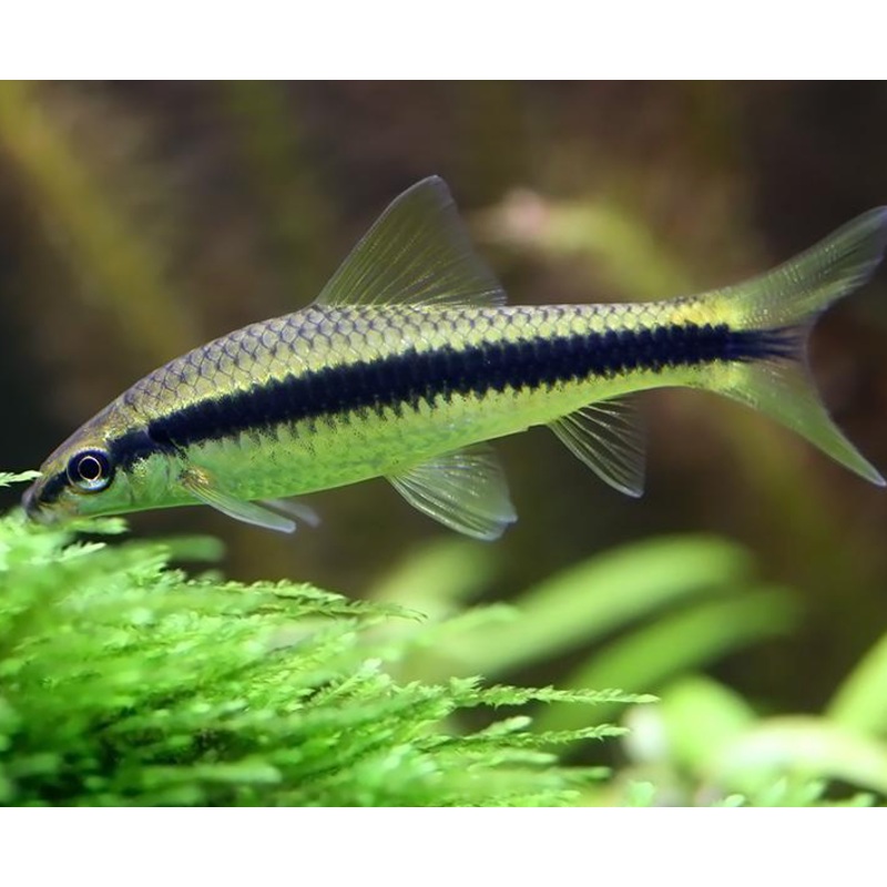 Siamese Algae Eater
