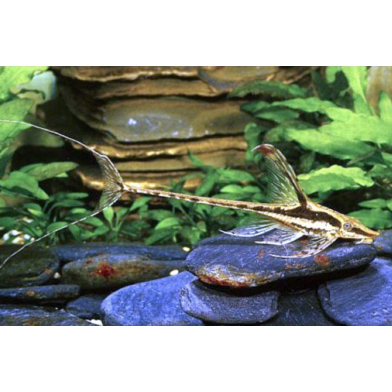 Sturisoma sp. (Royal Farlowella Catfish)