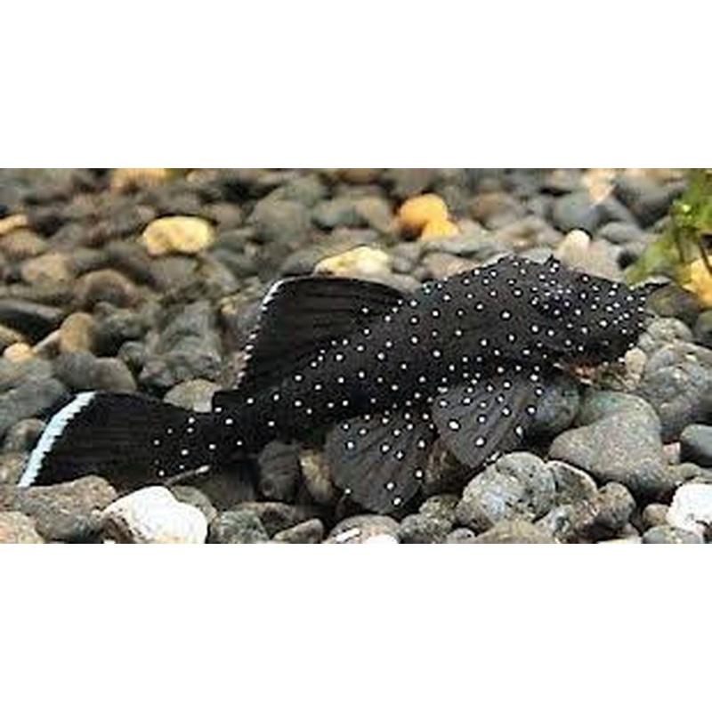 L183 Starlite Bristlenose pleco (juvenile)