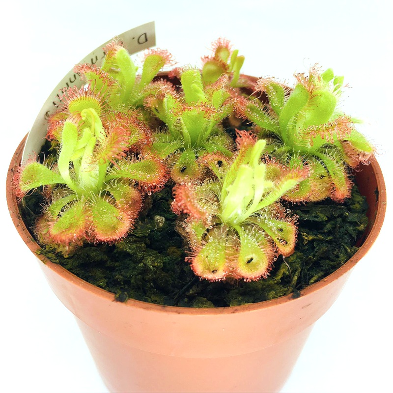 Drosera burmannii