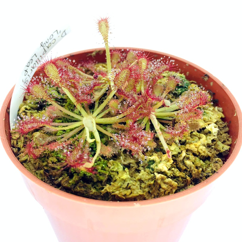 Drosera capillaries 'Long leaf'