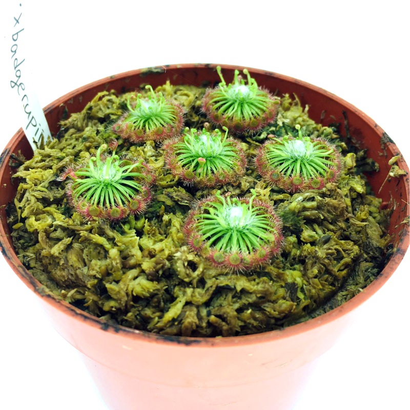 Drosera x badgerupii