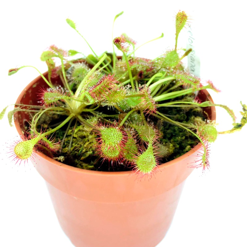 Drosera x eloisiana