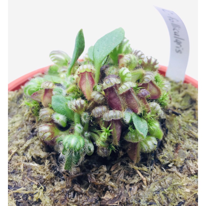 Cephalotus follicularis (S)