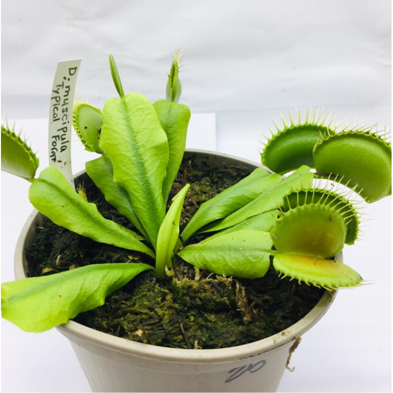 Dionaea muscipula Typical Form (Venus Fly Trap)