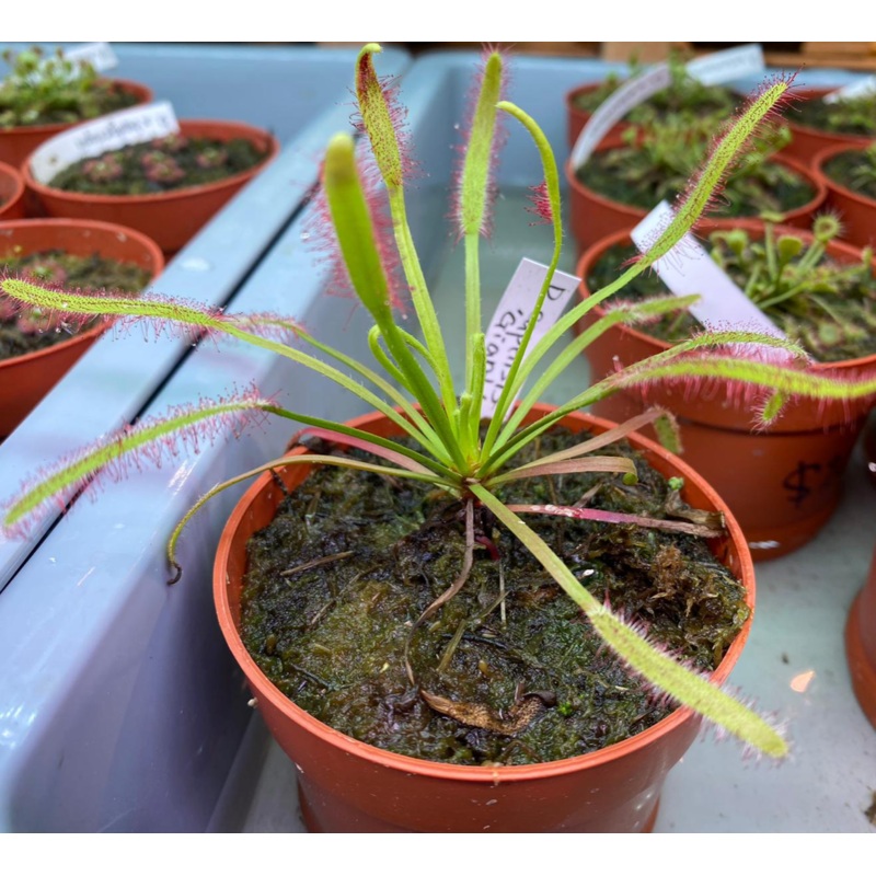 Drosera capillaries 'Giant'