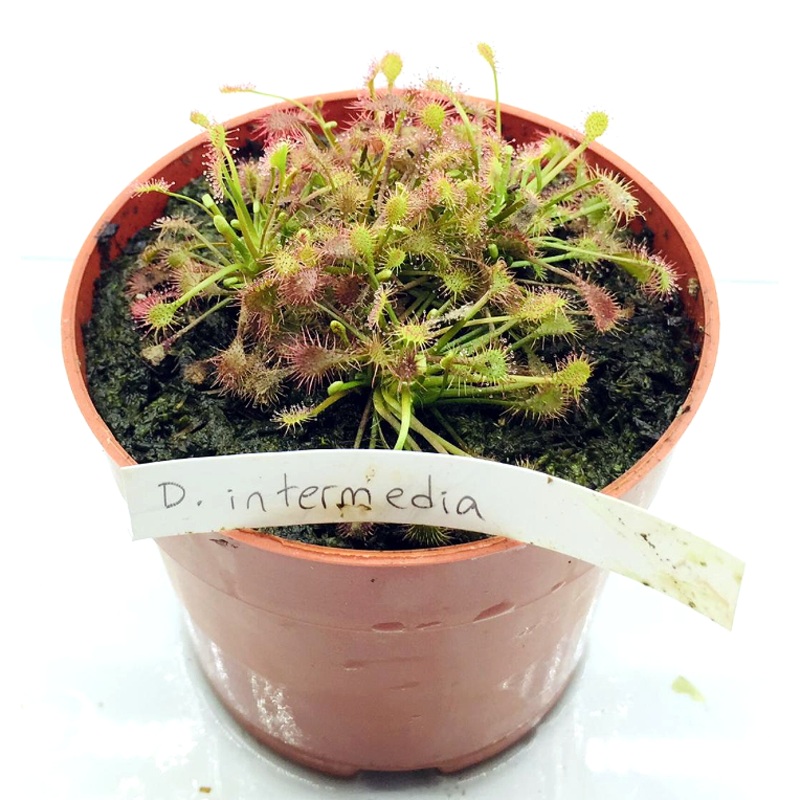 Drosera intermedia