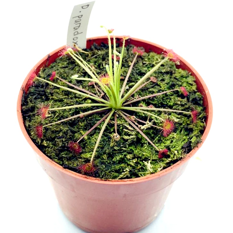 Drosera paradoxa