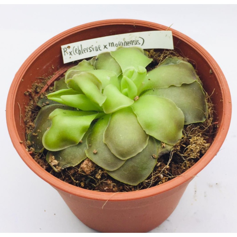 Pinguicula. x (ehlersiae x moranensis)
