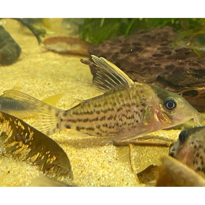 Corydoras incolicana