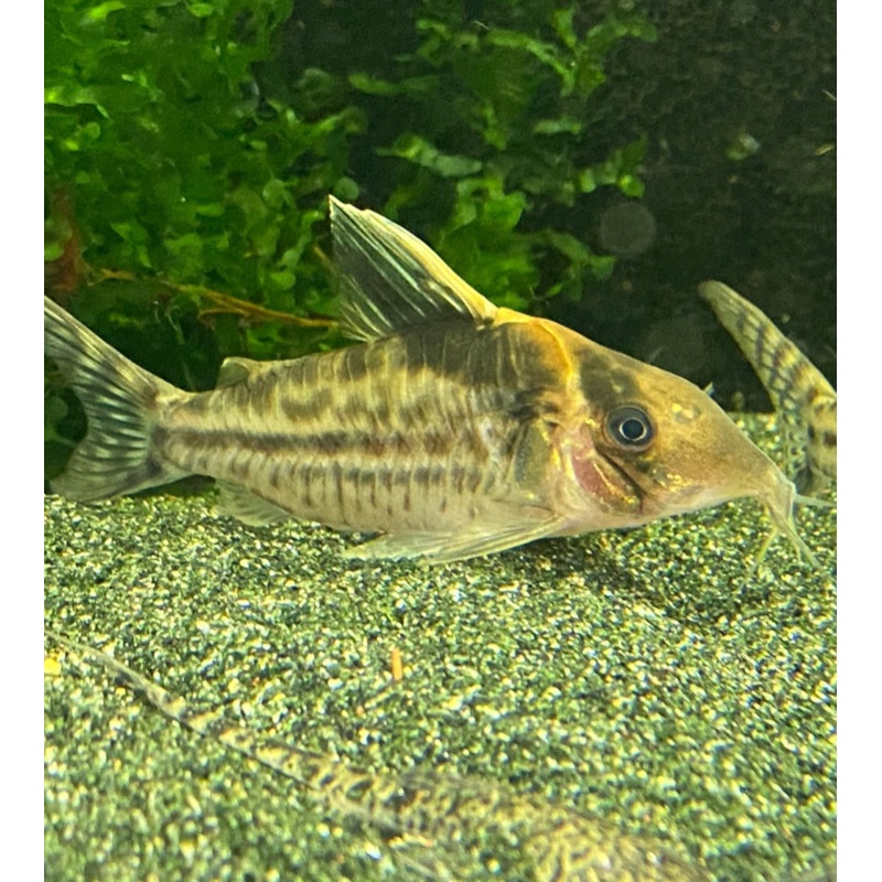 Corydoras robustus