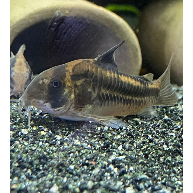 Corydoras sp CW169
