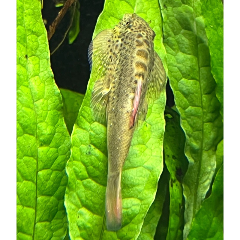 Purple Fin Hillstream loach