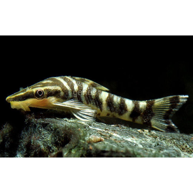 Zebra Otocinclus