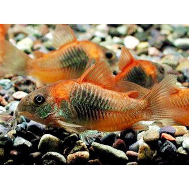 Corydoras aeneus sp. aff. VENEZUELA