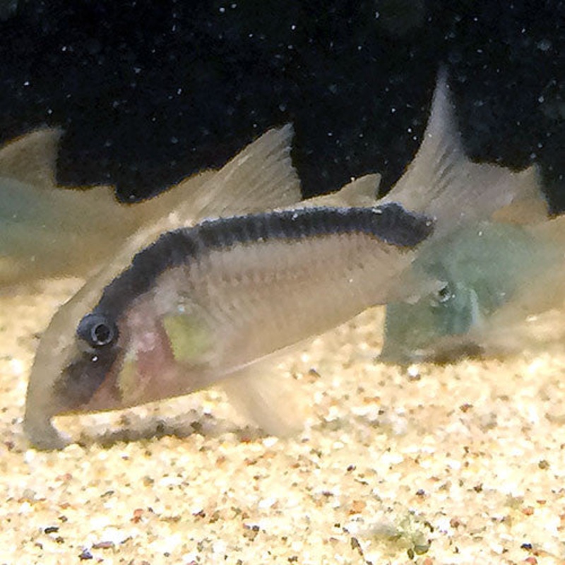 Corydoras arcuatus