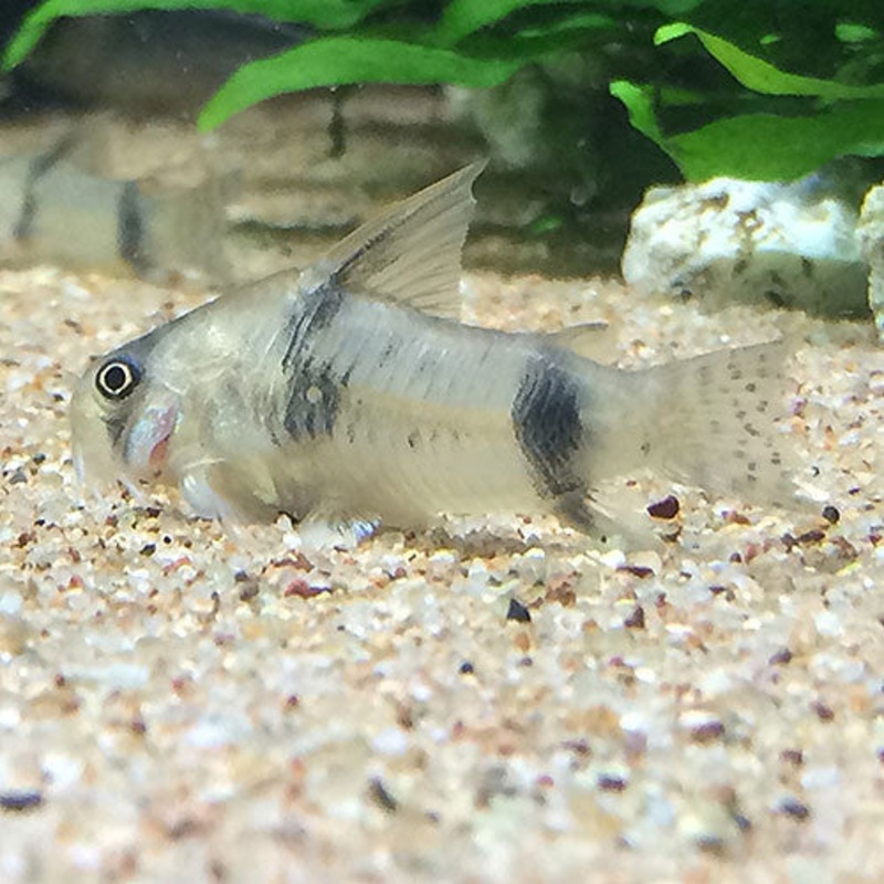 Corydoras asher