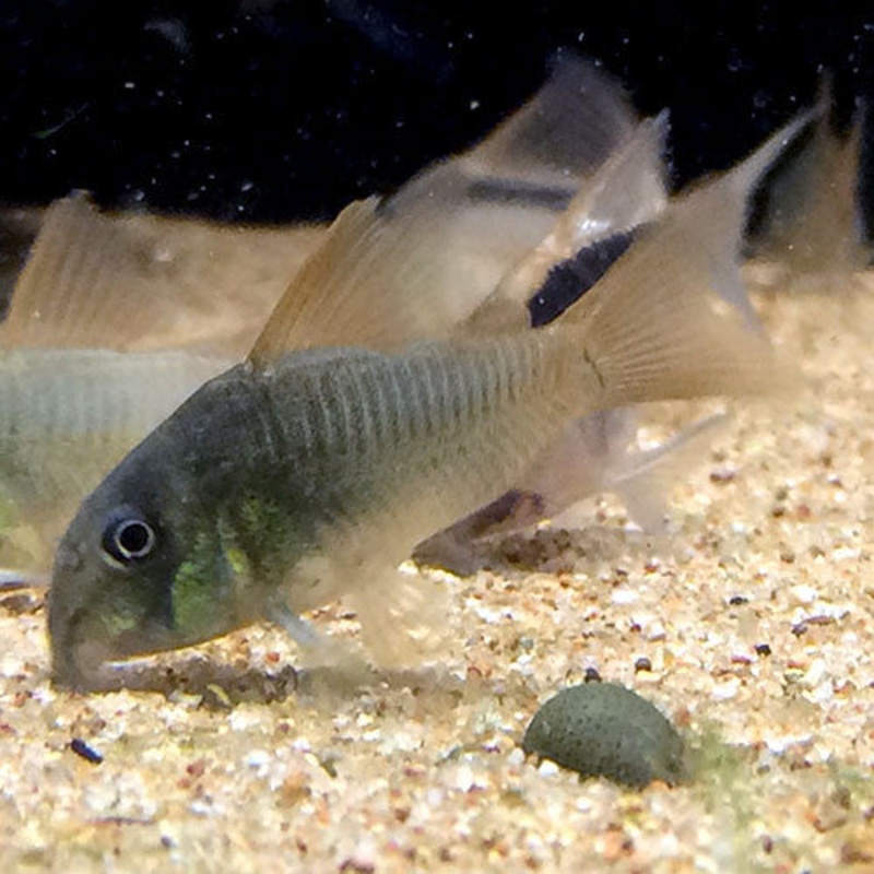Corydoras concolor XXL