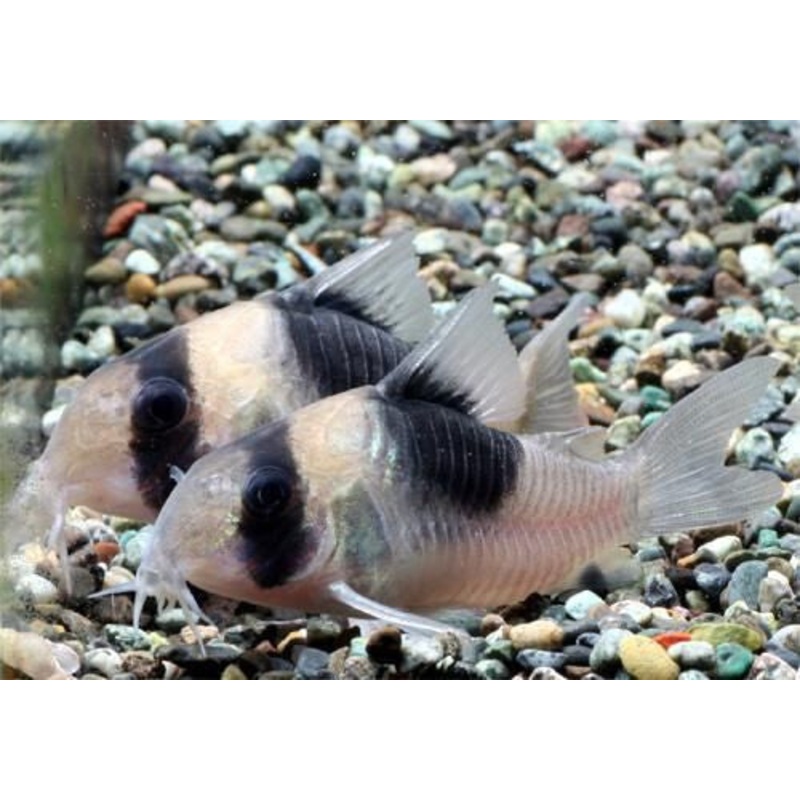 Corydoras CW51