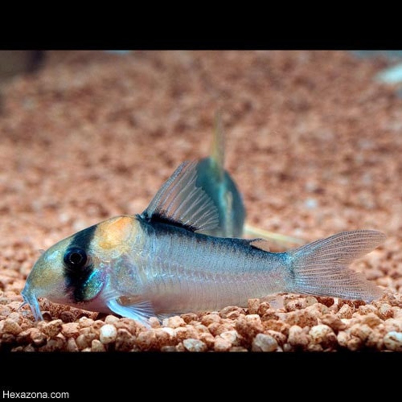 Corydoras duplicareus
