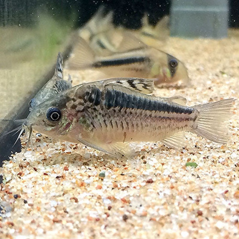 Corydoras elegans