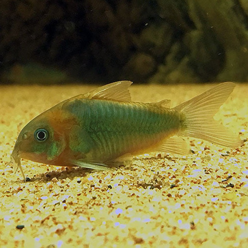 Corydoras eques