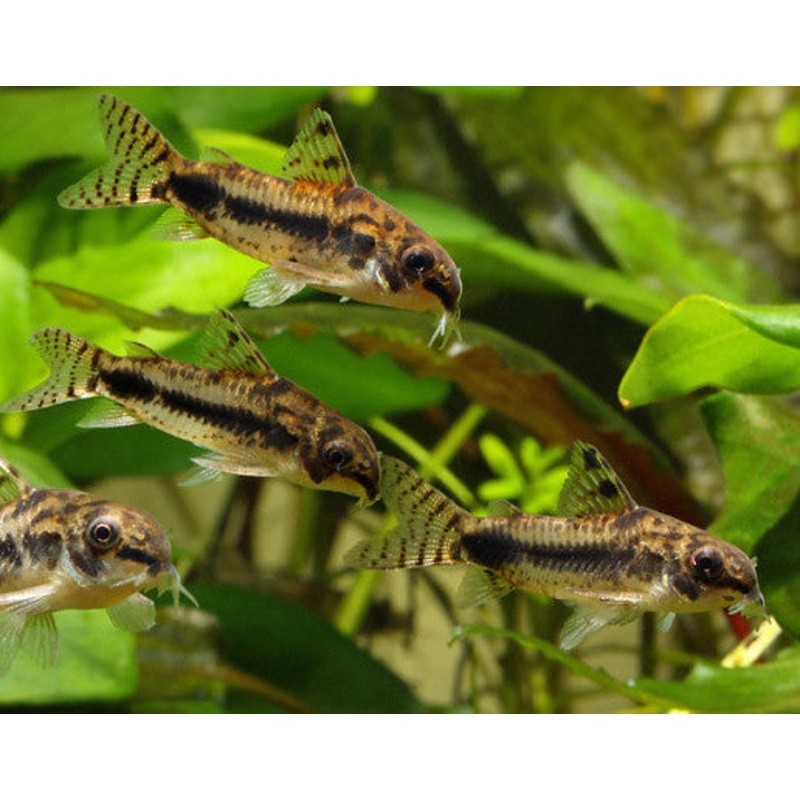Corydoras habrosus