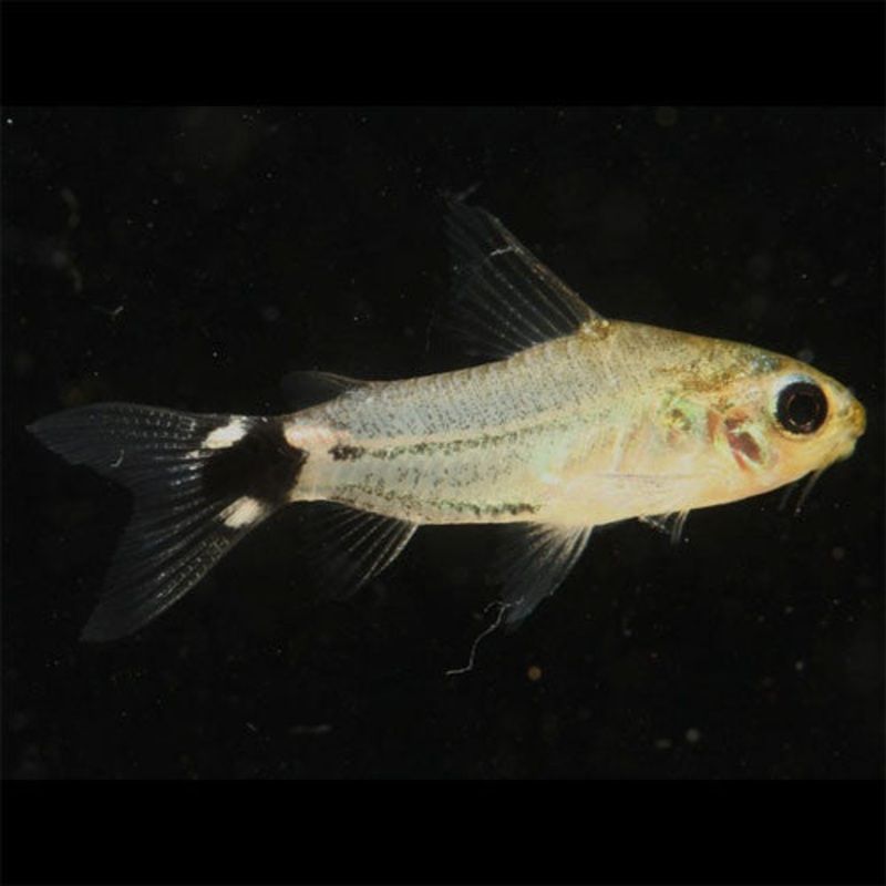 Corydoras hastatus