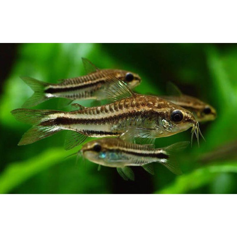 Corydoras pgymeas