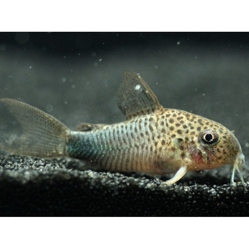 Corydoras similis (Brazil)