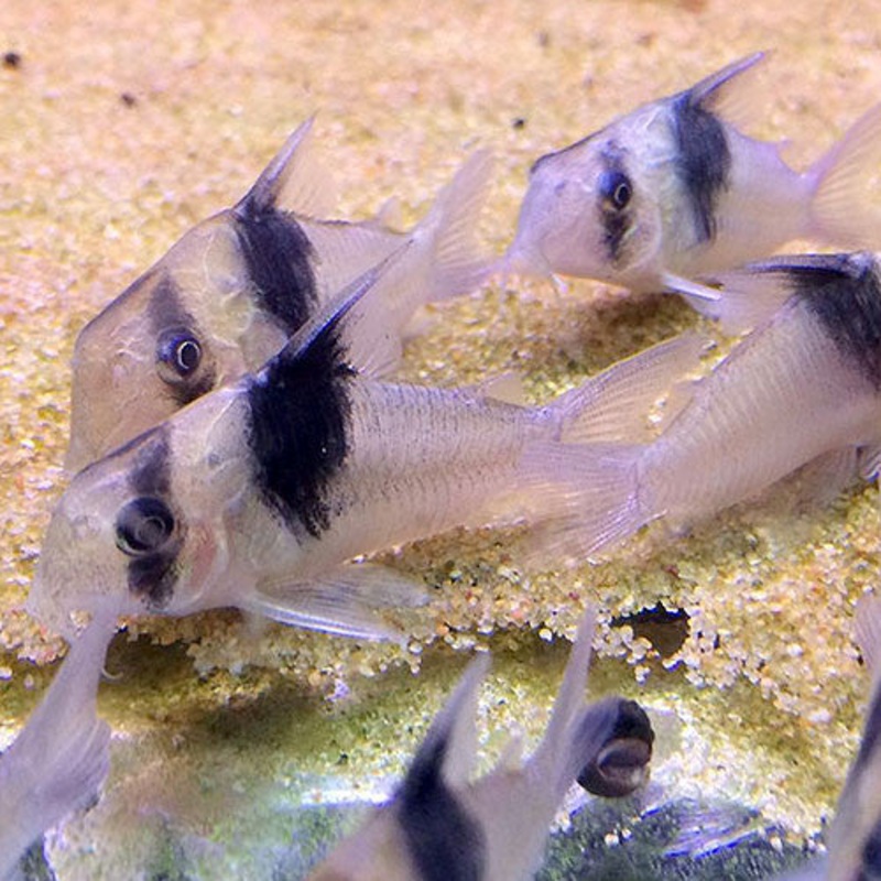 Corydoras sp CW049