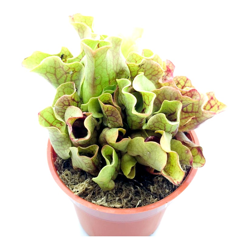 Sarracenia pupurea venosa
