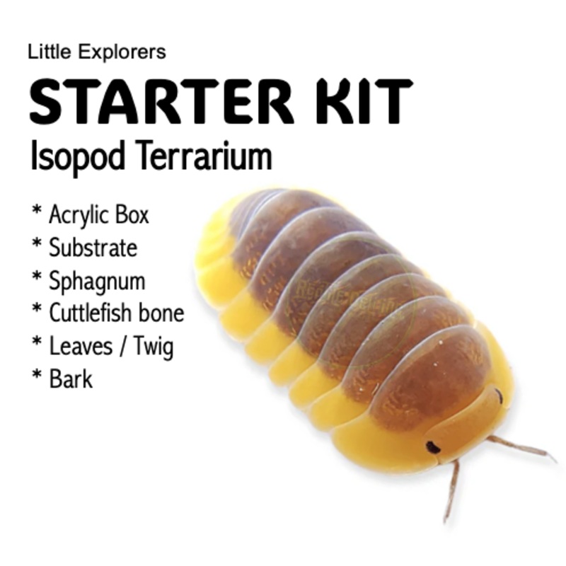 STARTER KIT - Isopod Terrarium