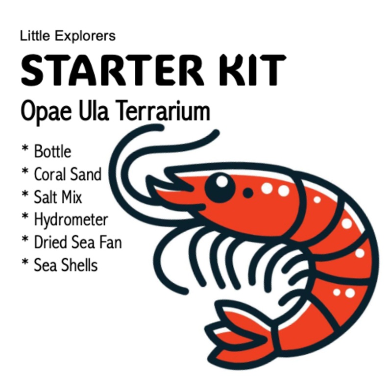 STARTER KIT - Opae Ula Terrarium