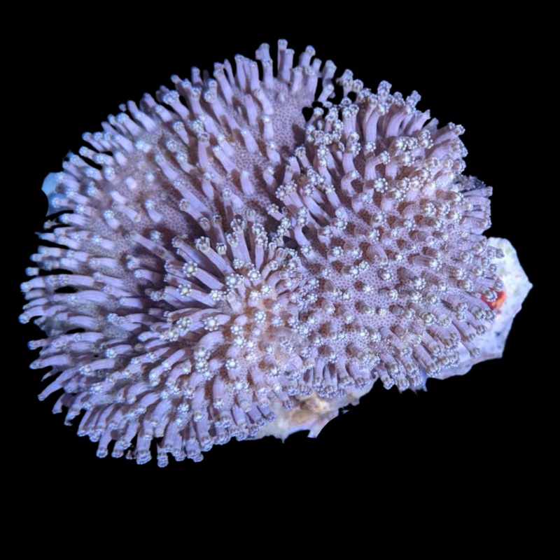 Aquacultured Small Toadstool Leather Colony