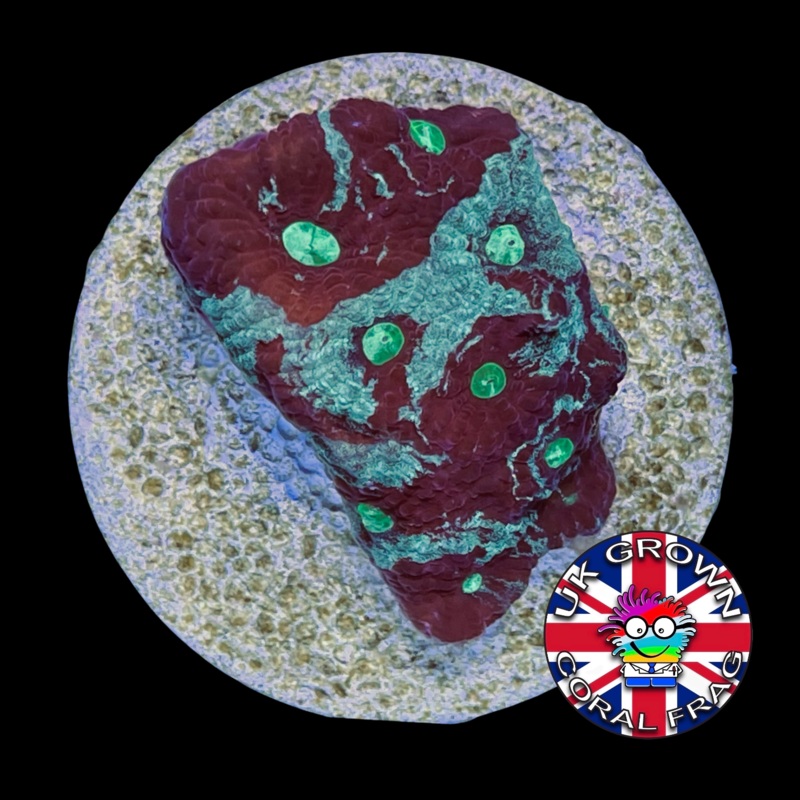 Favites Pentagona War Coral (UK Grown)