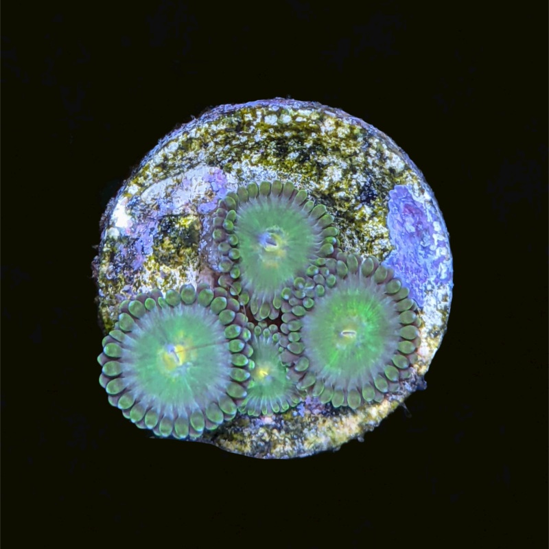 Green Bullet Zoa Frag