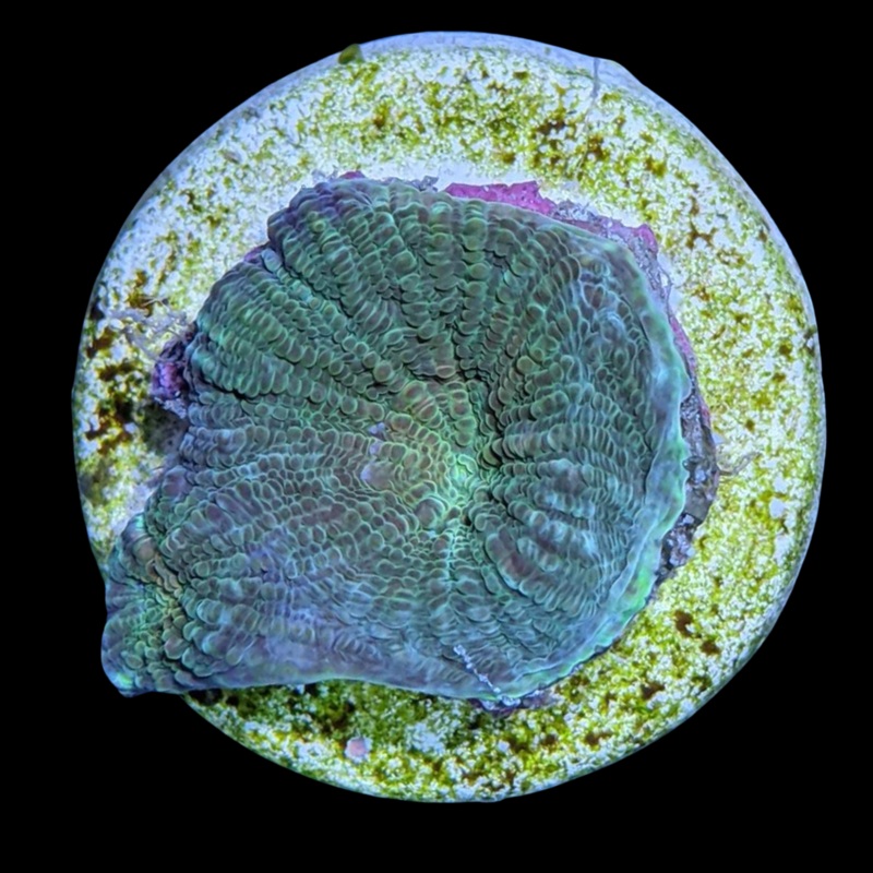 Green Favia